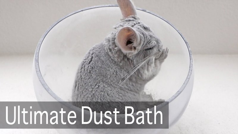 Chinchilla Dust Baths: Why They Matter And How To Do Them