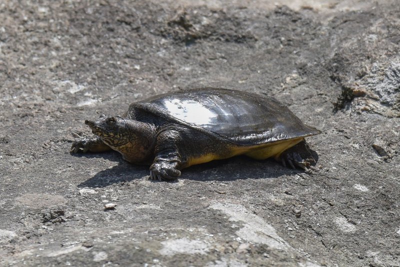 Chinese Softshell Turtle