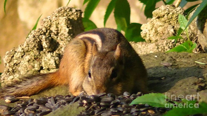 Chipmunk