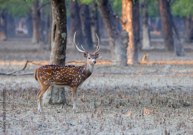 Chital