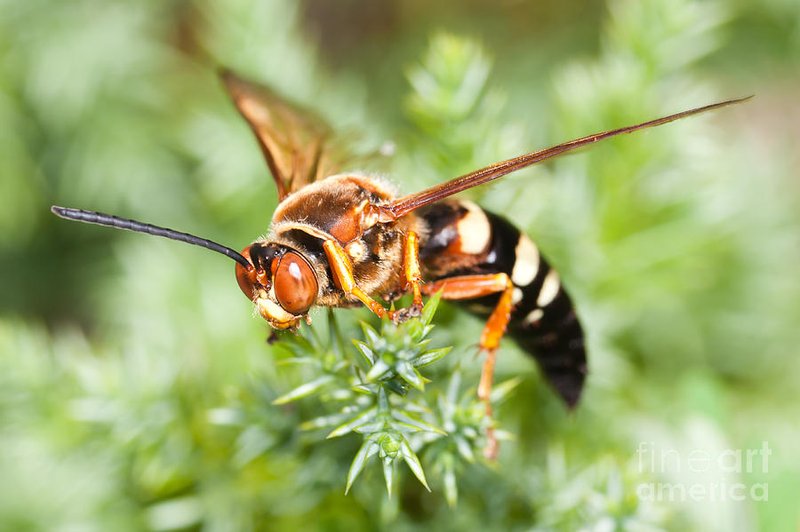 Cicada Killer Wasp