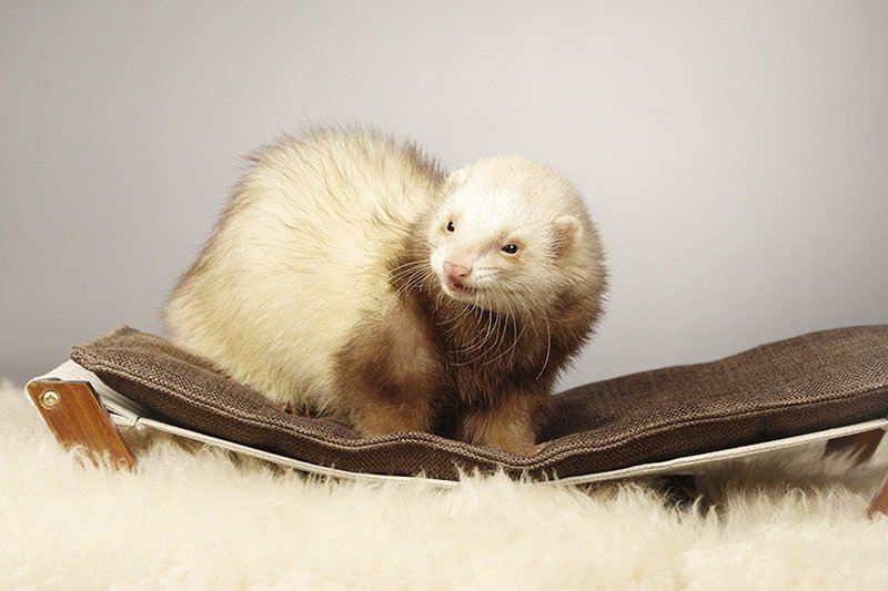 Cinnamon Ferret Overview: Color, Traits, And Temperament