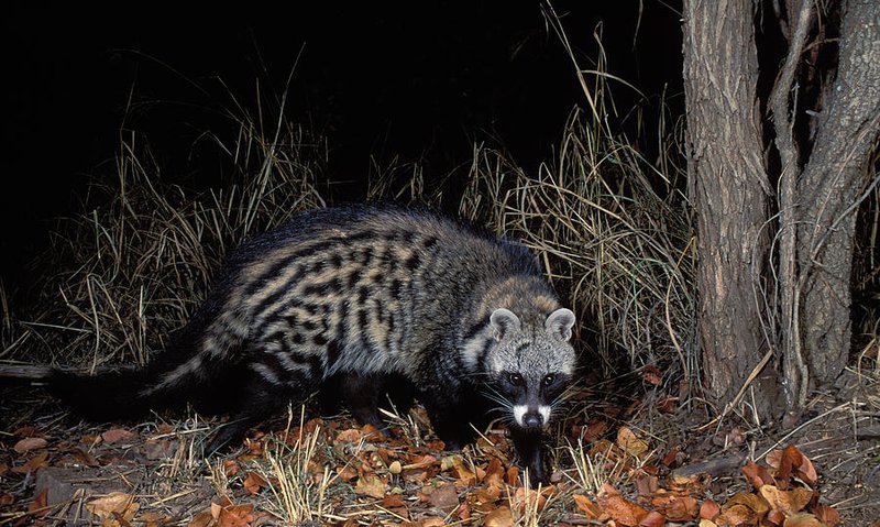 Civet