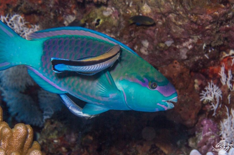 Cleaner Wrasse