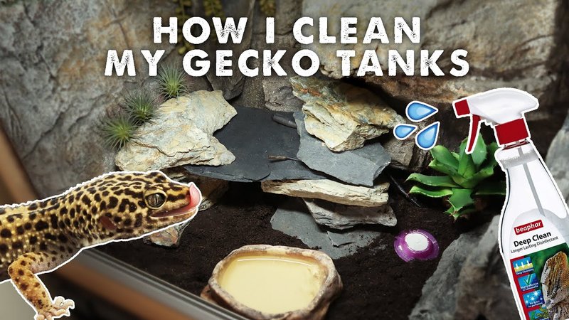 Cleaning A Leopard Gecko Tank: Step-By-Step Maintenance Guide