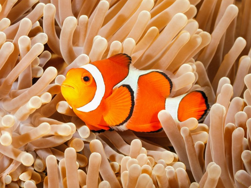 Clownfish Vs. [Similar Species] - Key Differences