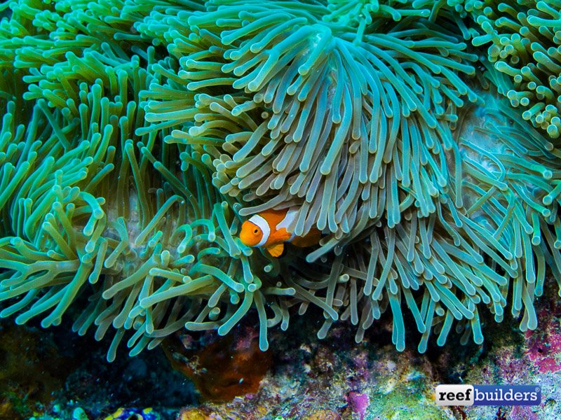 Clownfish