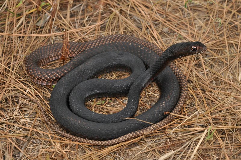 Coachwhip Snake