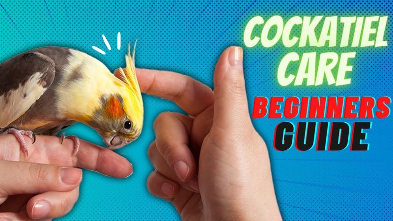 Cockatiel Care Guide For Beginners: Diet, Cage, And Social Needs