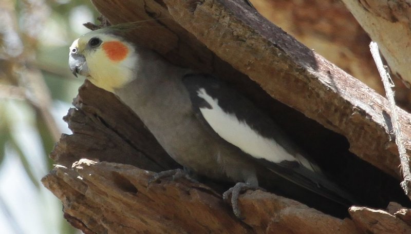 Cockatiel Nesting Habits And Lifecycle