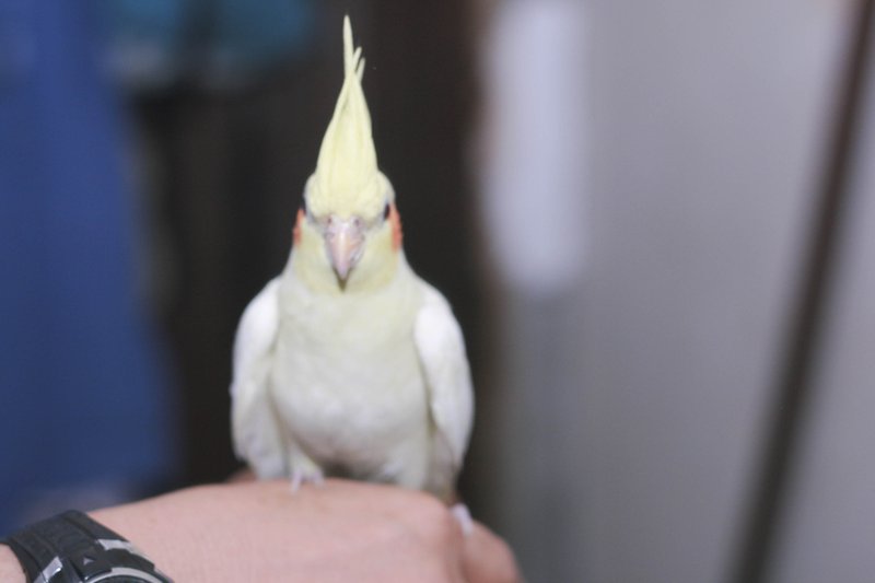 Cockatiel Training Tips: Step-Up, Recall, And Socialization