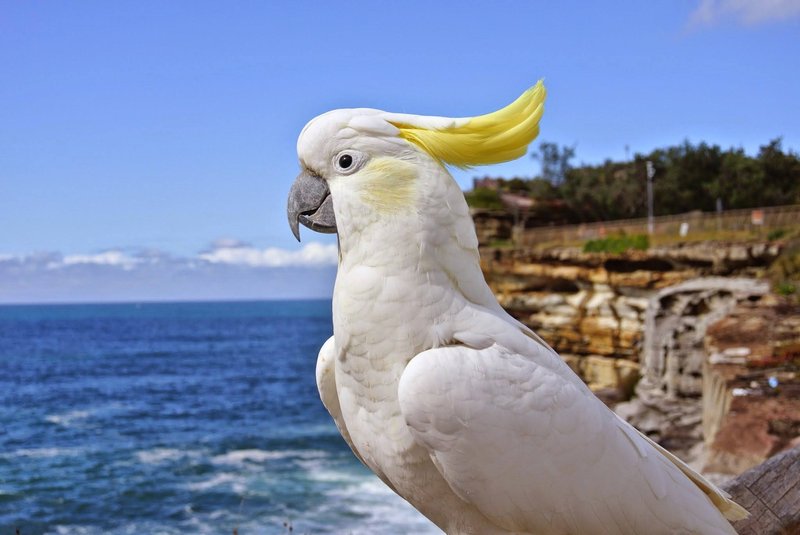 Cockatoo Nesting Habits And Lifecycle