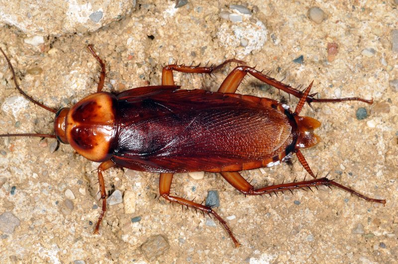 Cockroach