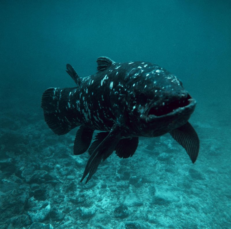 Coelacanth