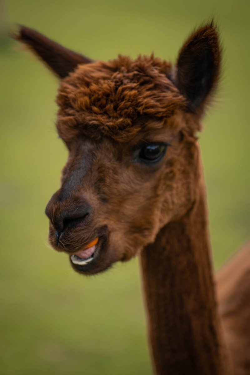 Common Alpaca Health Issues And How To Prevent Them