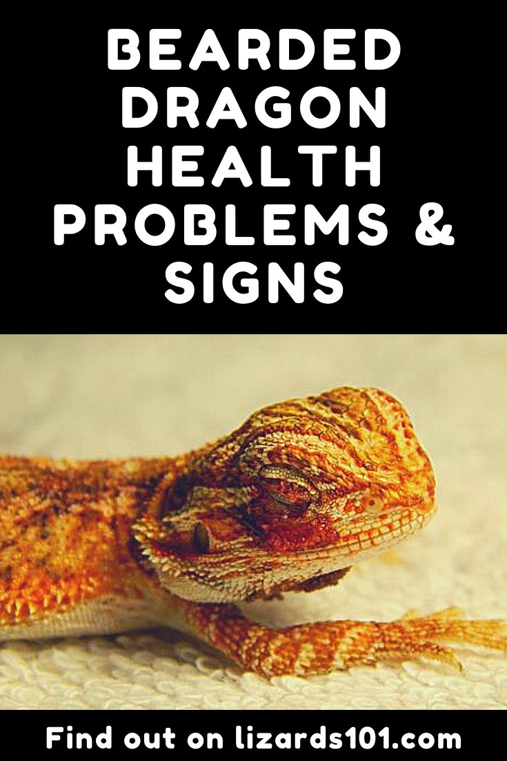 Common Bearded Dragon Health Problems And Prevention Tips