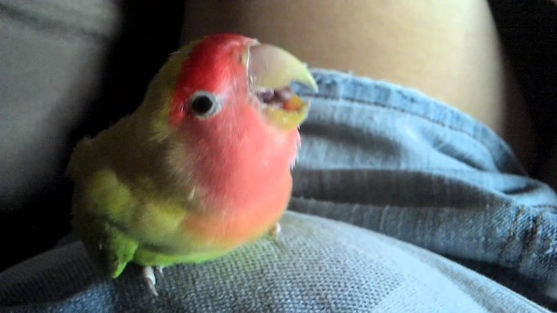 Common Behavioral Issues In Lovebirds (Biting, Screaming)