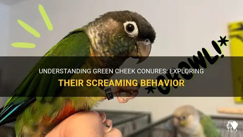 Common Behavioral Traits Of Conures (Screaming, Biting, Etc.)