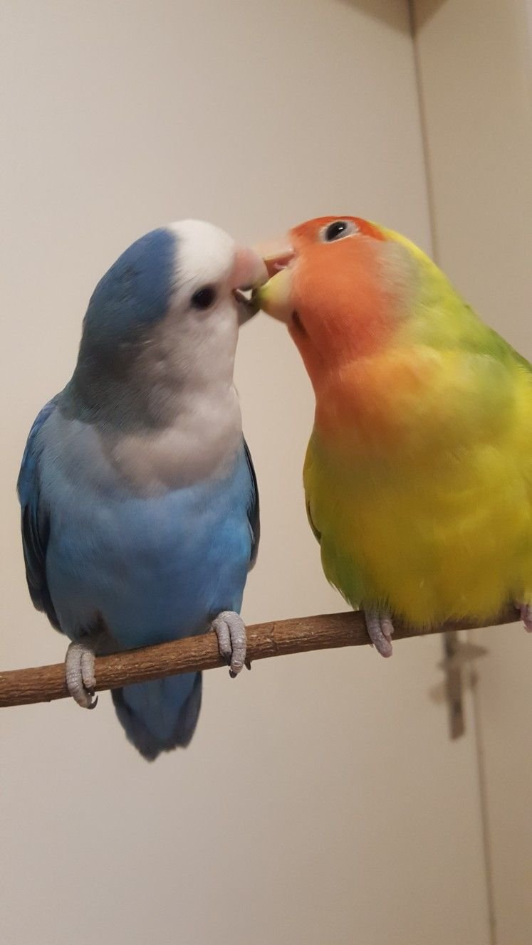 Common Budgie Health Problems And How To Prevent Them