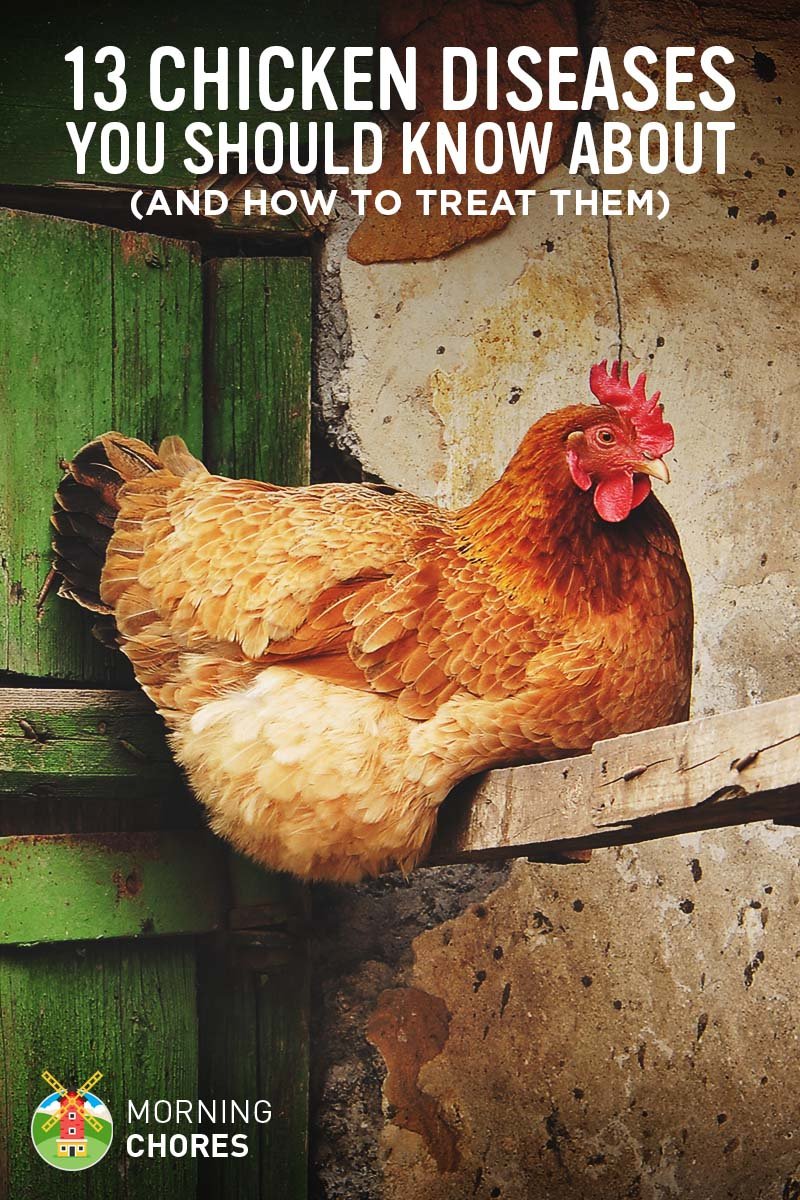 Common Chicken Health Problems And How To Treat Them
