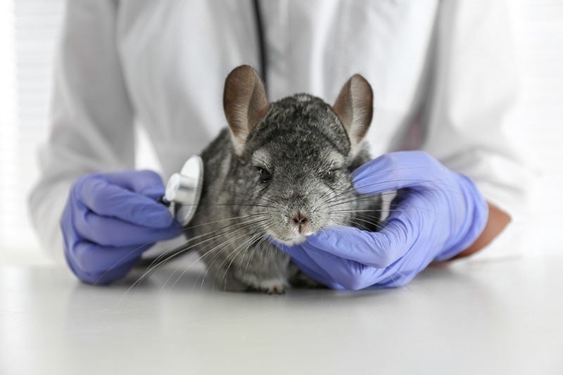 Common Chinchilla Health Problems And When To See A Vet