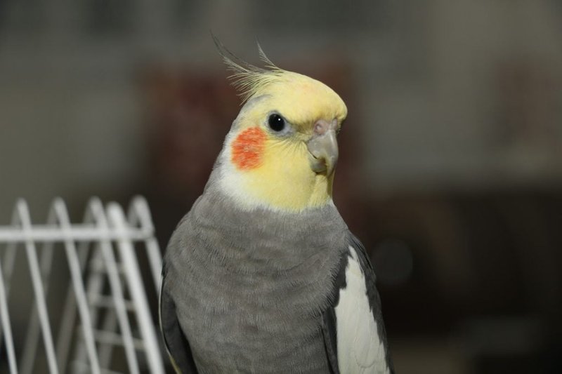 Common Cockatiel Behaviors And What They Mean