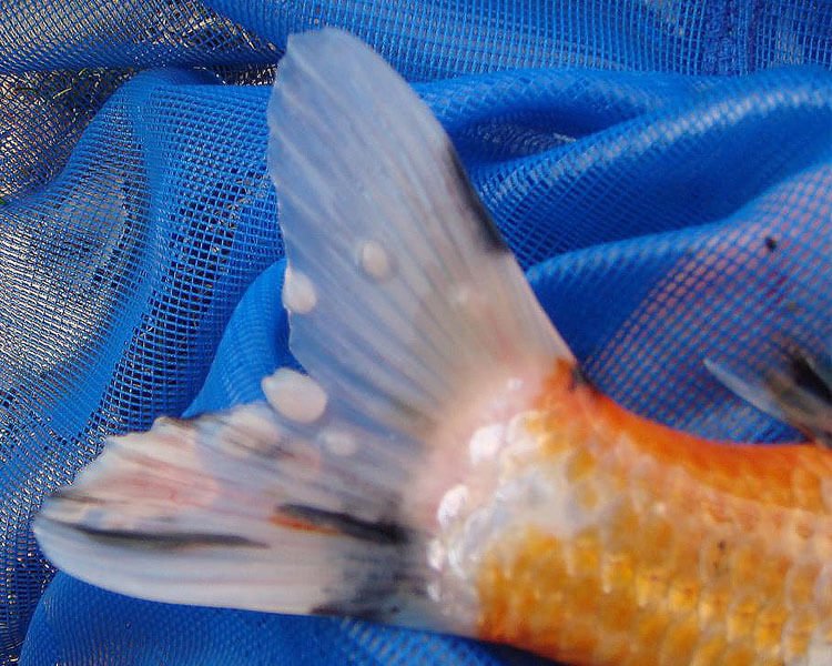 Common Diseases In Carp And How To Prevent Them