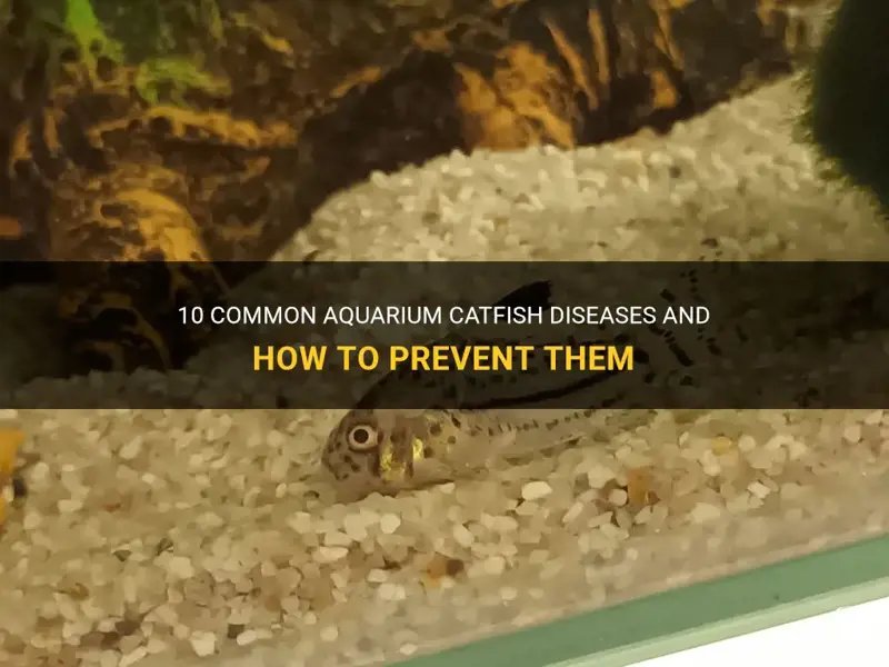 Common Diseases In Catfish And How To Prevent Them