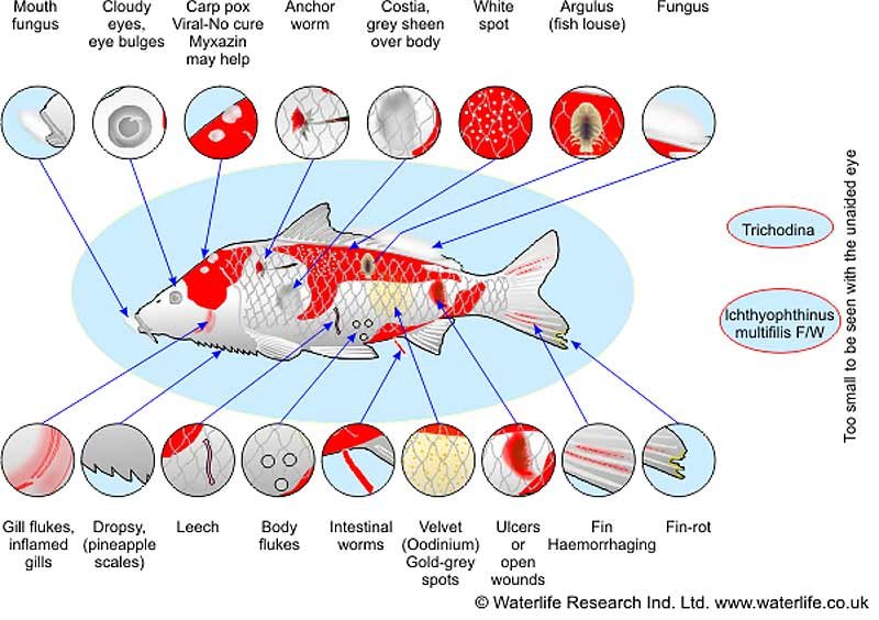 Common Diseases In Koi And How To Prevent Them