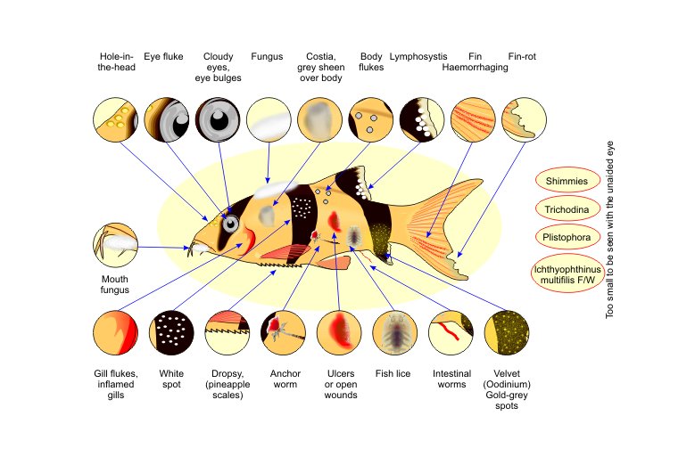 Common Diseases In Salmon And How To Prevent Them
