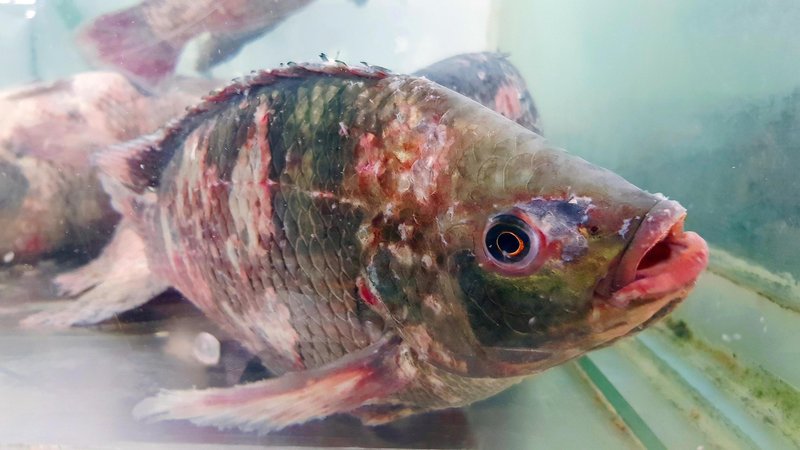 Common Diseases In Tilapia And How To Prevent Them