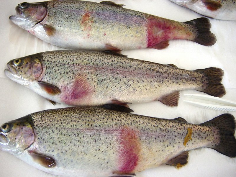 Common Diseases In Trout And How To Prevent Them