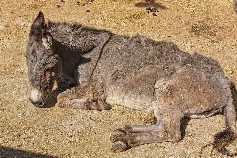 Common Donkey Health Issues And How To Prevent Them