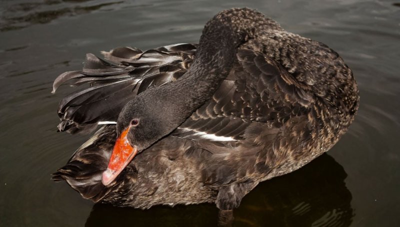 Common Duck Diseases And How To Prevent Them
