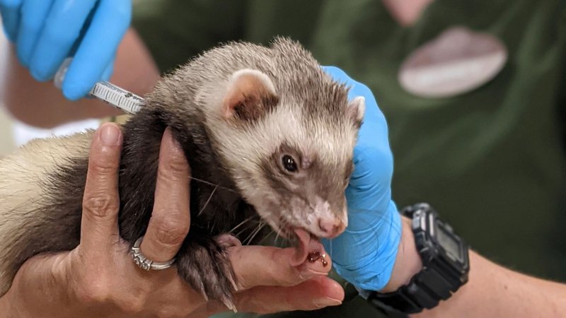 Common Ferret Diseases And Vaccinations
