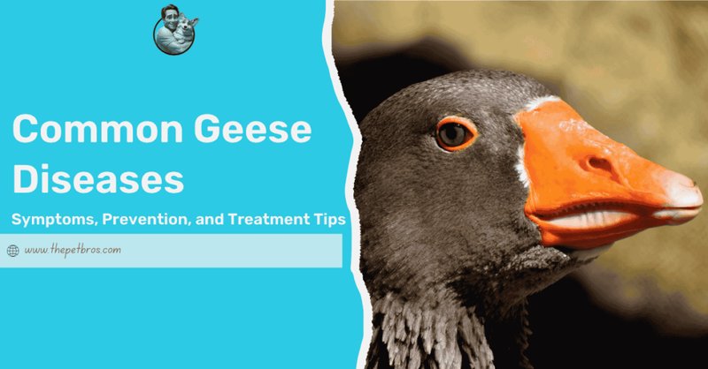 Common Goose Health Problems And Prevention