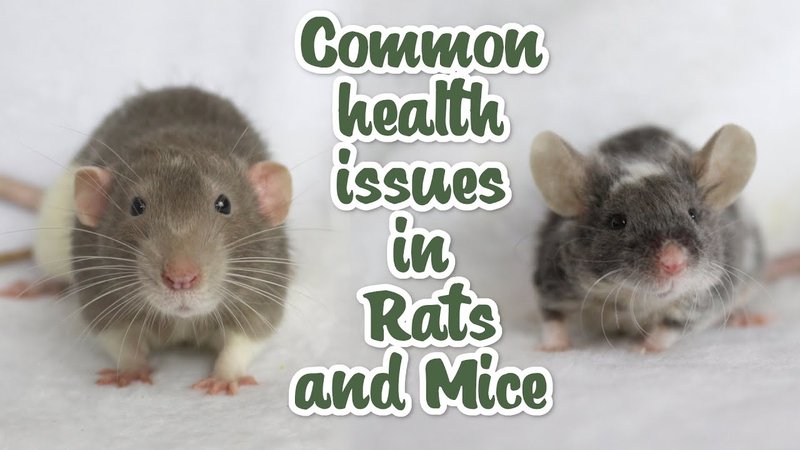 Common Health Concerns In Berkshire Rats And Prevention Tips