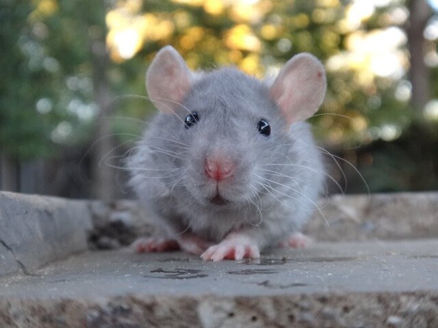 Common Health Concerns In Bristle Coat Rats And Prevention Tips