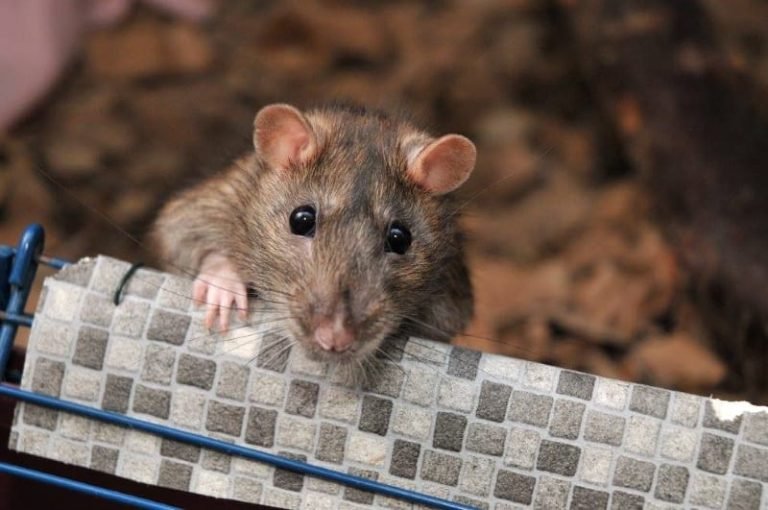 Common Health Concerns In Dumbo Rats And Prevention Tips