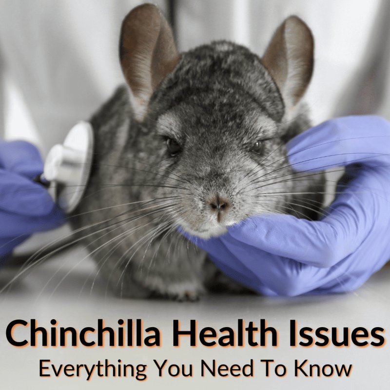 Common Health Concerns In Ebony Chinchillas And Prevention