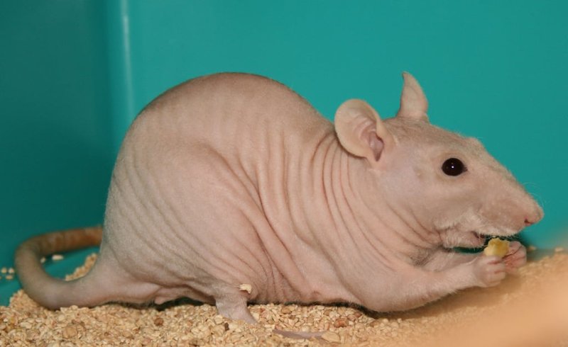 Common Health Concerns In Hairless Rats And Prevention Tips