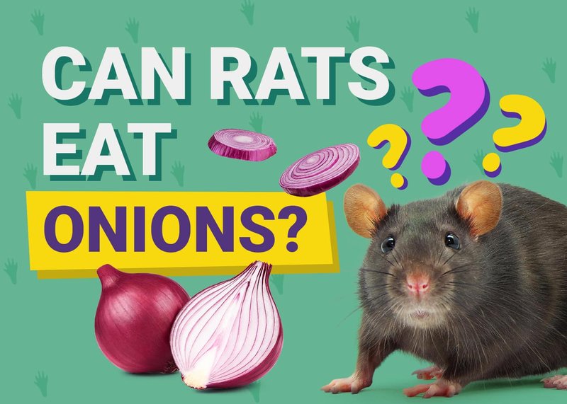 Common Health Concerns In Manx Rats And Prevention Tips