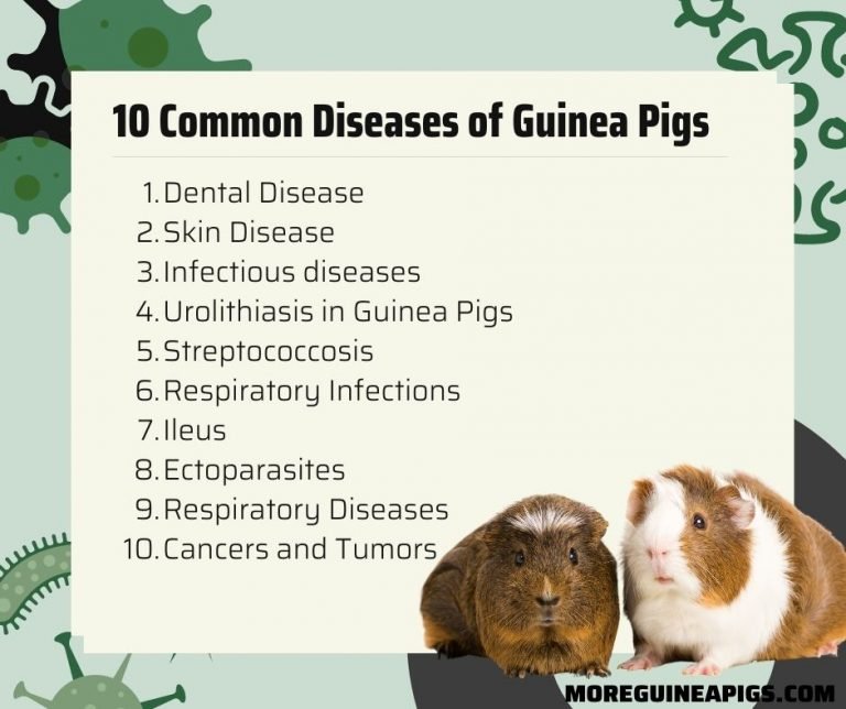 Common Health Concerns In Skinny Pig Guinea Pigs And How To Prevent Them