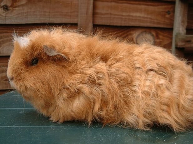 Common Health Concerns In Texel Guinea Pigs And How To Prevent Them