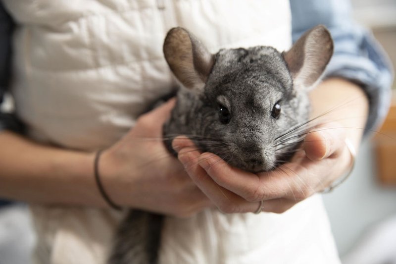 Common Health Concerns In Violet Chinchillas And Prevention