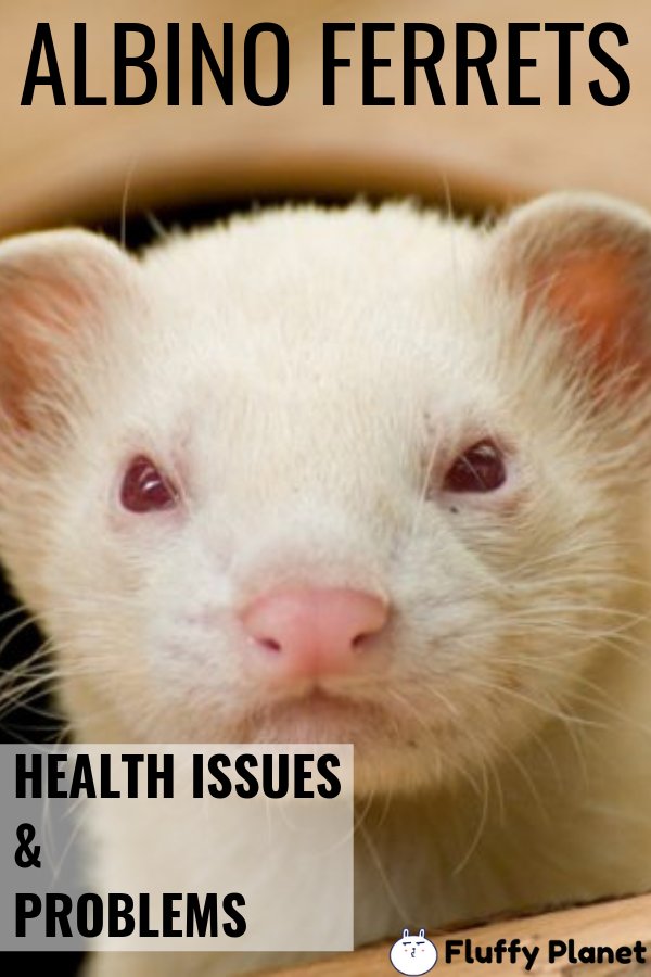 Common Health Issues In Albino Ferrets And How To Prevent Them