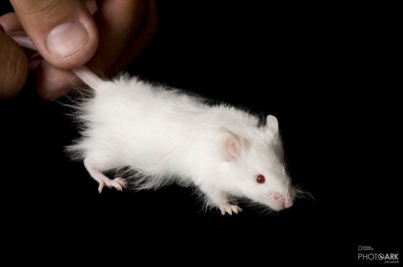 Common Health Issues In Albino Mice And How To Prevent Them