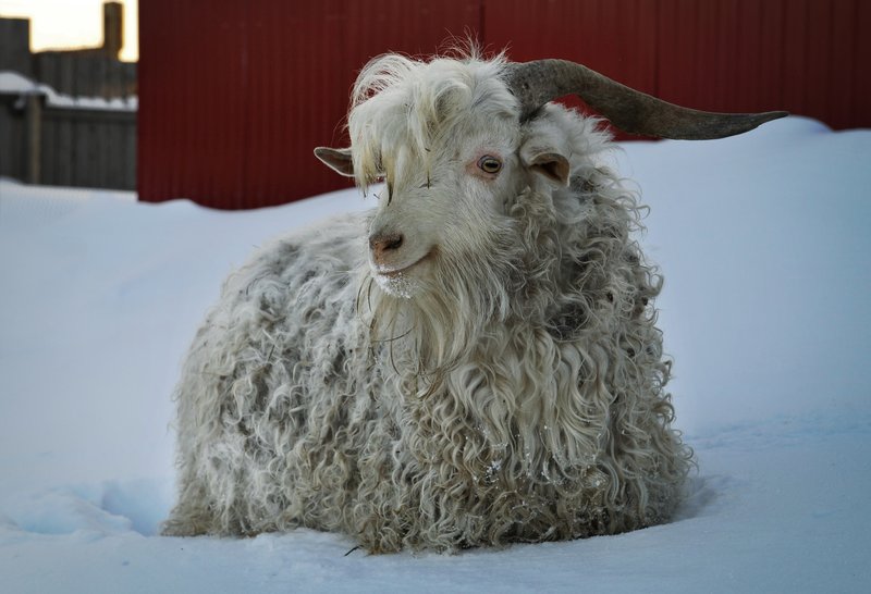 Common Health Issues In Angora Goats And Prevention Tips