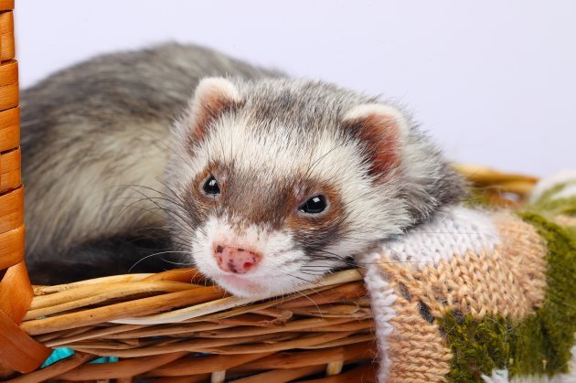 Common Health Issues In Black Sable Ferrets And How To Prevent Them