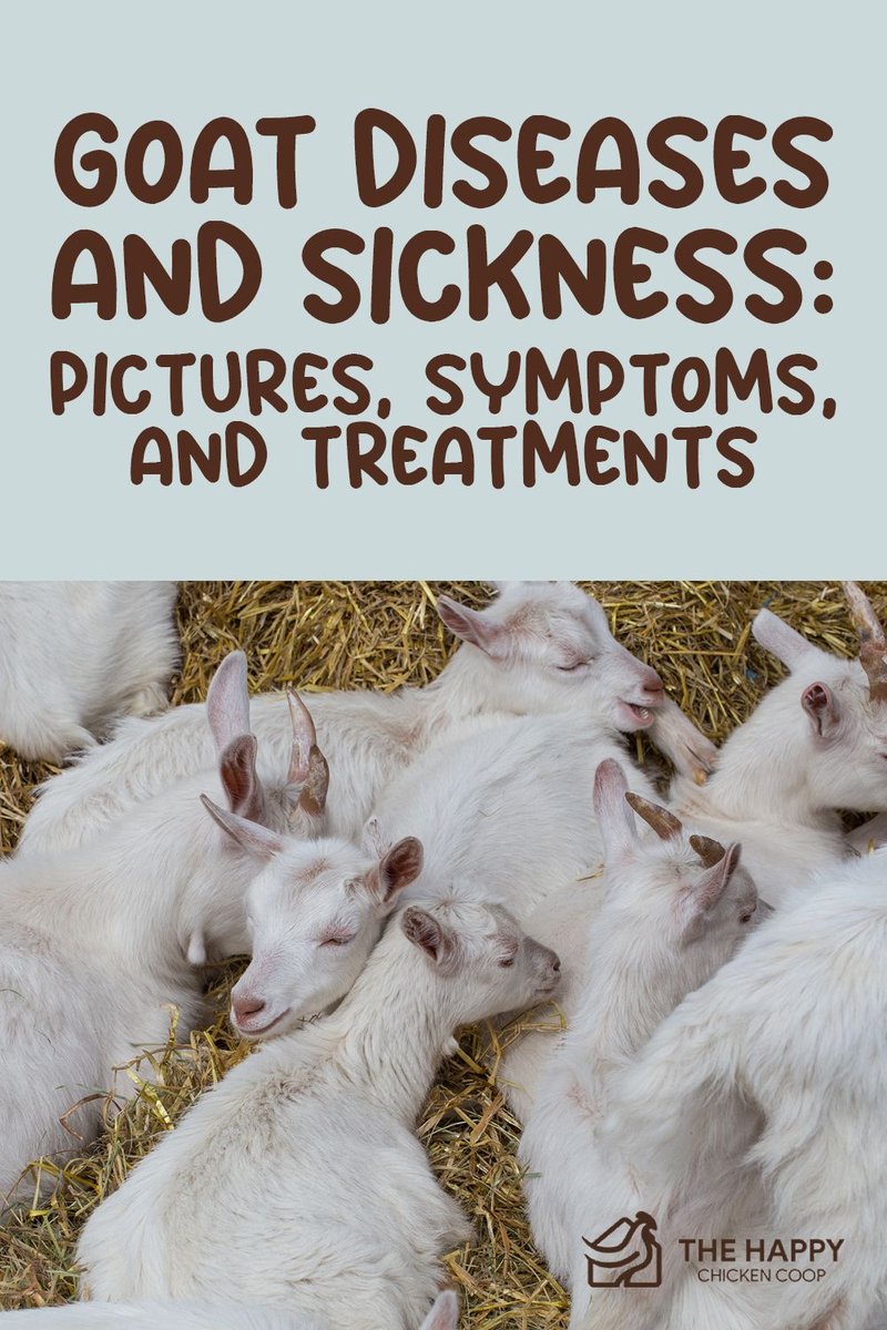 Common Health Issues In Boer Goats And Prevention Tips